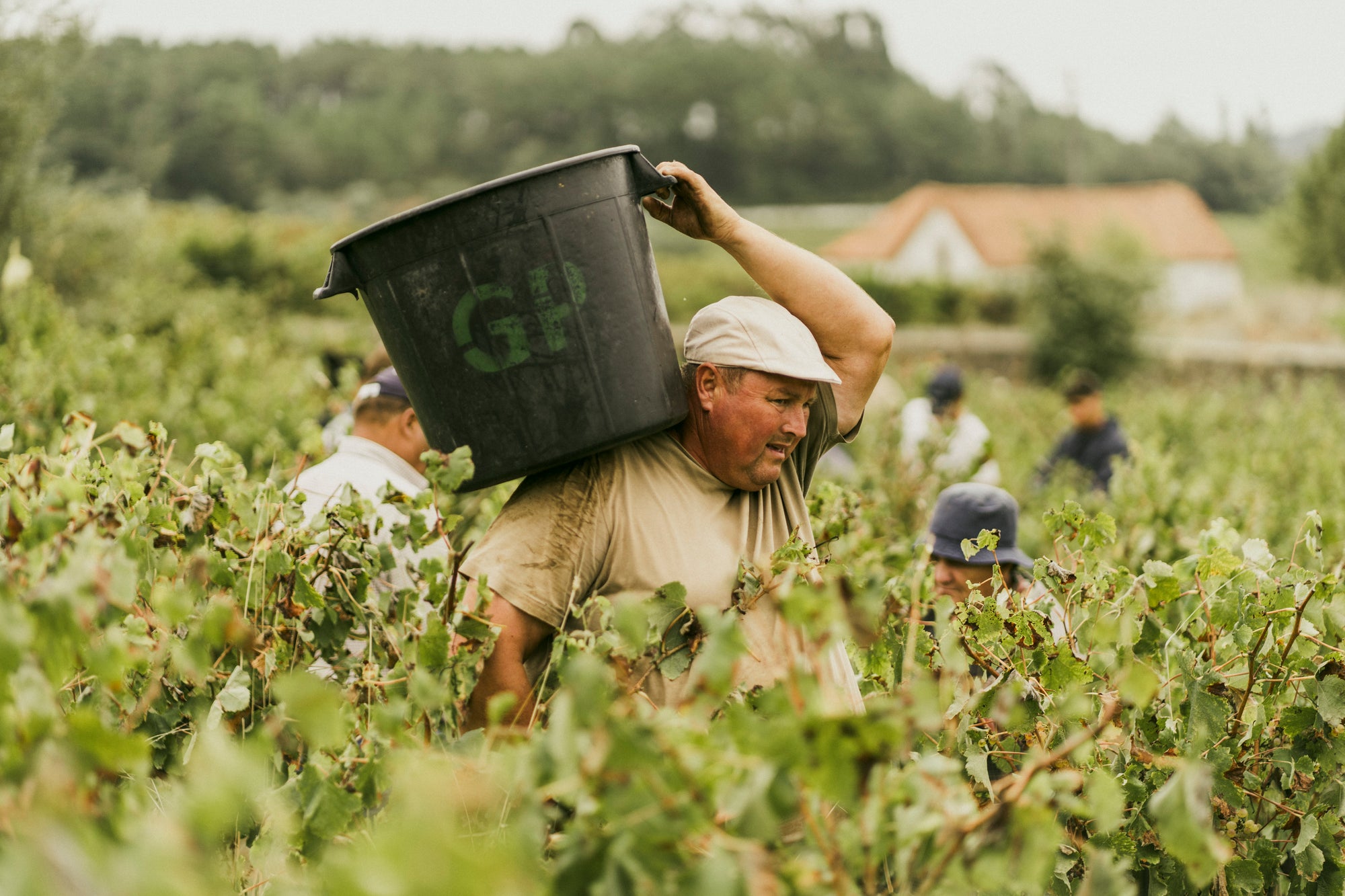 Locally Rooted Globally Shared