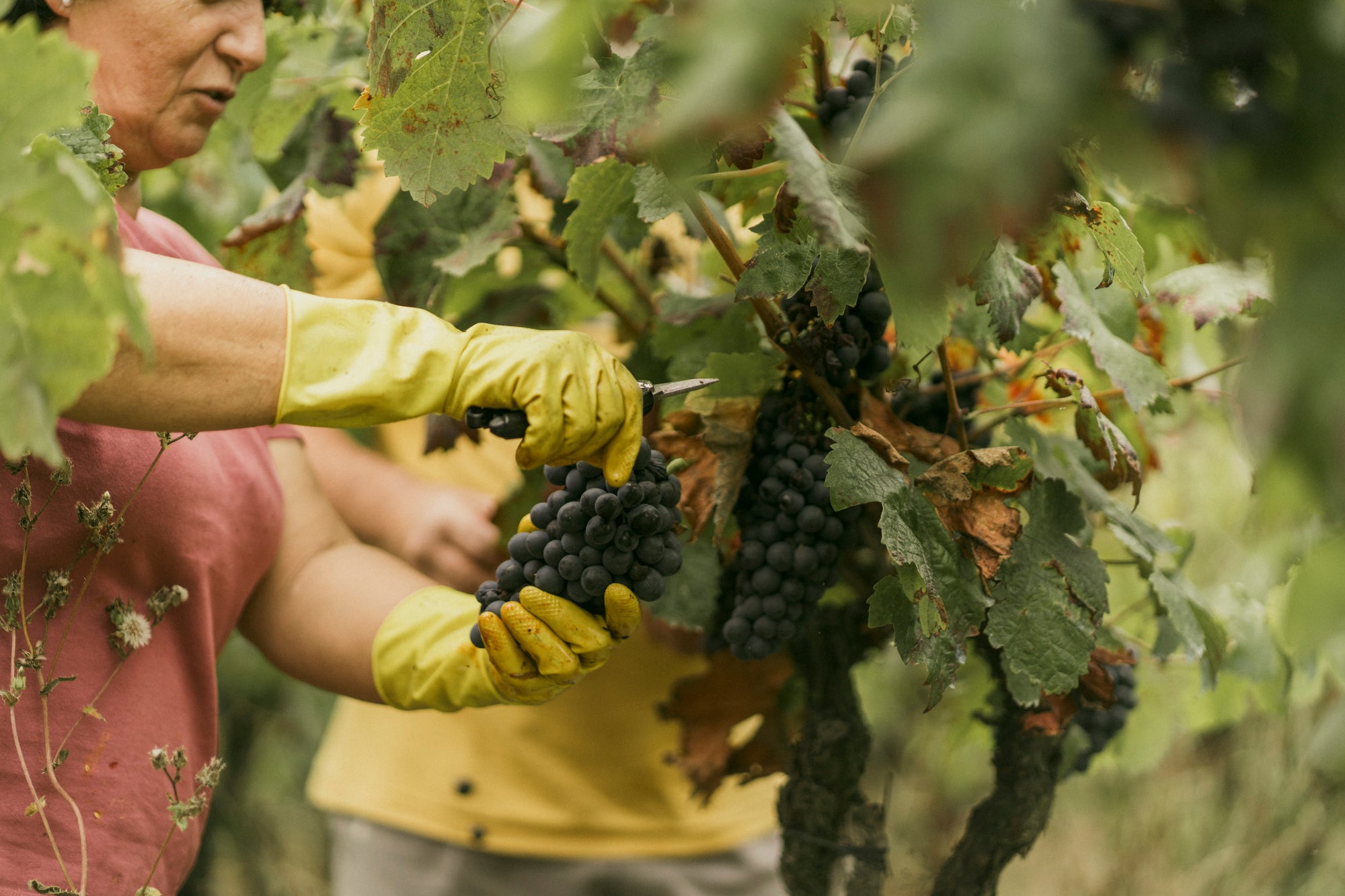 Vegan and Biodynamic